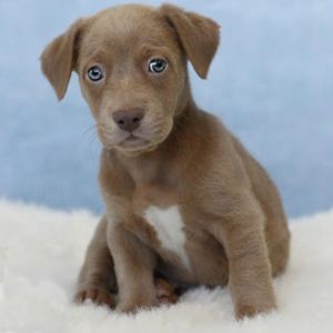 AAD Upcoming Arrival! Abu - 25163, Baby Male unknown