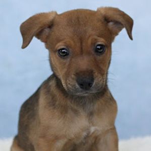 AAD Upcoming Arrival! Perdita - 25168, Baby Female unknown