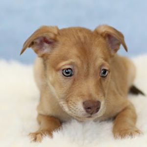 AAD Upcoming Arrival! Scuttle - 25172, Baby Female unknown