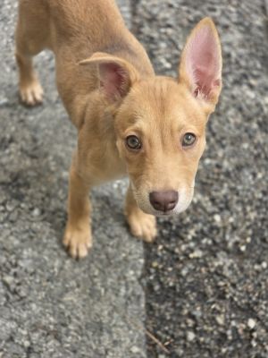 AAD New Arrival! Scuttle - 25172, Baby Female unknown