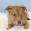 AAD New Arrival! Scuttle - 25172 photo 3
