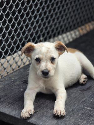 AAD New Arrival! Arcanine - 25157, Baby Male unknown