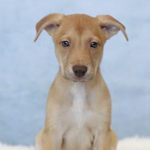AAD Upcoming Arrival! Mowgli - 25166, Baby Male unknown
