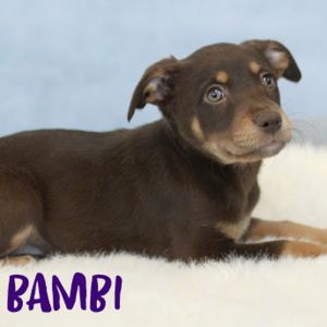 AAD Upcoming Arrival! Bambi - 25165, Baby Female unknown