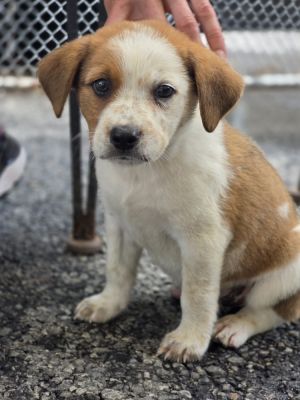 AAD New Arrival! Pikachu - 25159, Baby Male unknown
