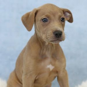 AAD Upcoming Arrival! Remy - 25170, Baby Female unknown
