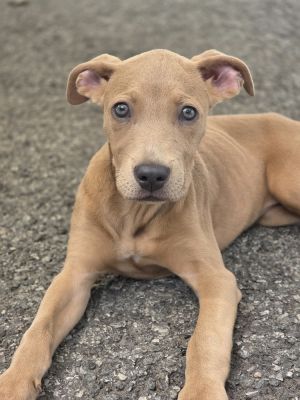 AAD New Arrival! Remy - 25170, Baby Female unknown