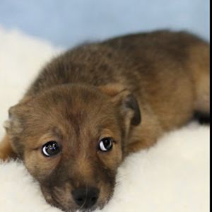 AAD Upcoming Arrival! Ursula - 25173, Baby Female unknown