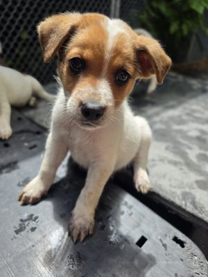 AAD New Arrival! Bulbasaur - 25155, Baby Male unknown