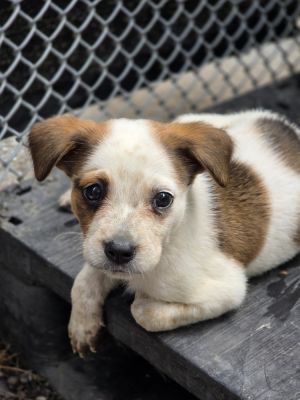 AAD New Arrival! Weedle - 25160, Baby Male unknown