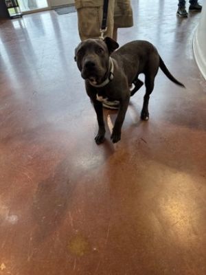 Bruno Pit Bull Terrier Dog