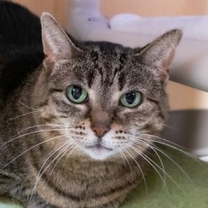 Goldie, Senior Female unknown