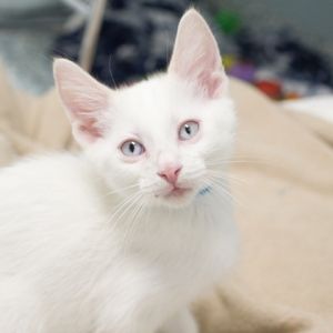 Snowball, Baby Male unknown