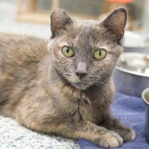 Eloise, Adult Female unknown