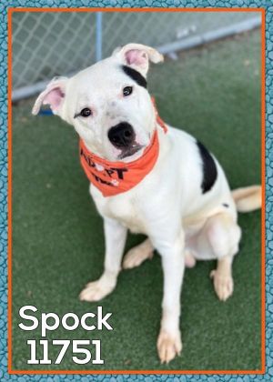 Primary Color White Secondary Color Black Weight 473125lbs Age 3yrs 0mths 2wks