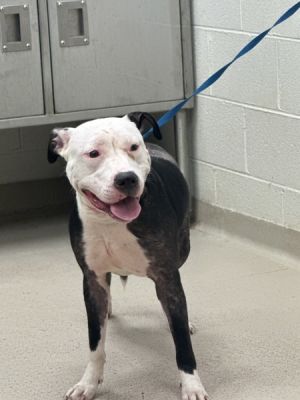 (851) Pit Bull Terrier Dog