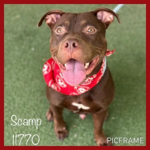 Scamp (809) Pit Bull Terrier Dog