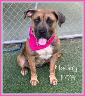 Primary Color Brown Secondary Color White Weight 70lbs Age 2yrs 0mths 2wks