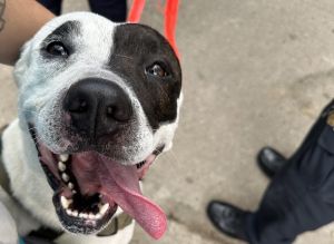 Officer Friendly Mixed Breed Dog
