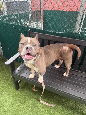 James Mixed Breed Dog