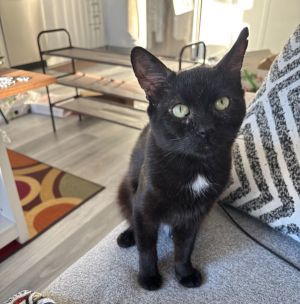 Tempura Domestic Short Hair Cat