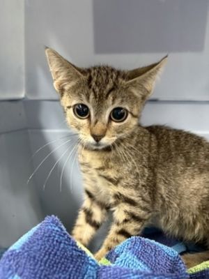 58909930, Baby Female unknown