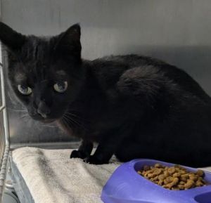 Charie, Senior Male unknown