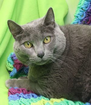 Freija, Senior Female unknown