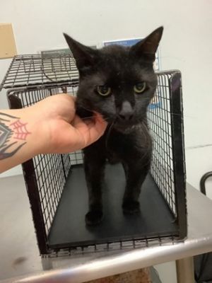 Lucky, Senior Male unknown