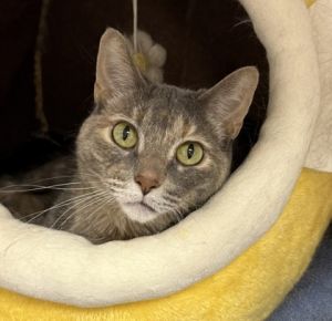 Lily, Senior Female unknown