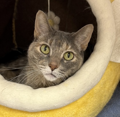 Lily, an adoptable Domestic Short Hair in Gwinn, MI, 49841 | Photo Image 1