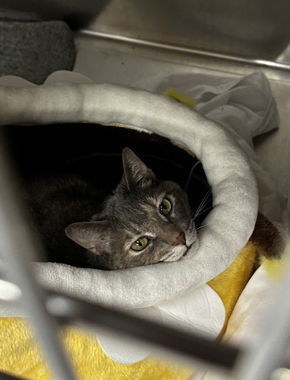 Lily, an adoptable Domestic Short Hair in Gwinn, MI, 49841 | Photo Image 2