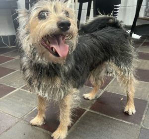 Tabi Mixed Breed Dog