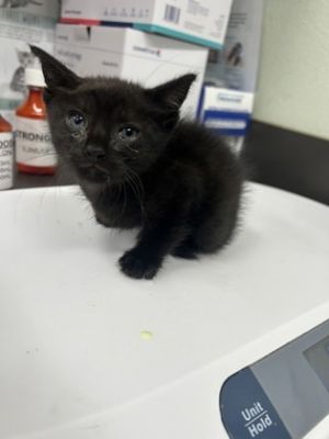 58918488, Baby Male unknown