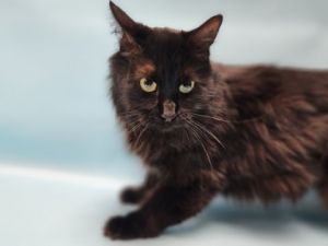 Elsa, Adult Female unknown