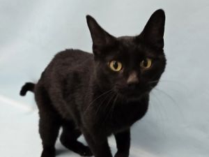 Nyx, Adult Male unknown