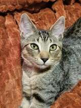 Jaspurr, Young Male unknown