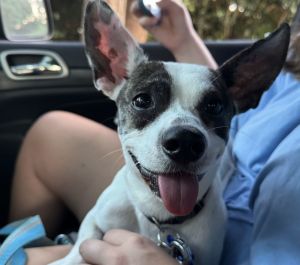 Gizmo Gremlin Jack Russell Terrier Dog