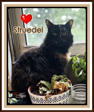 STRUEDEL, Adult Female unknown