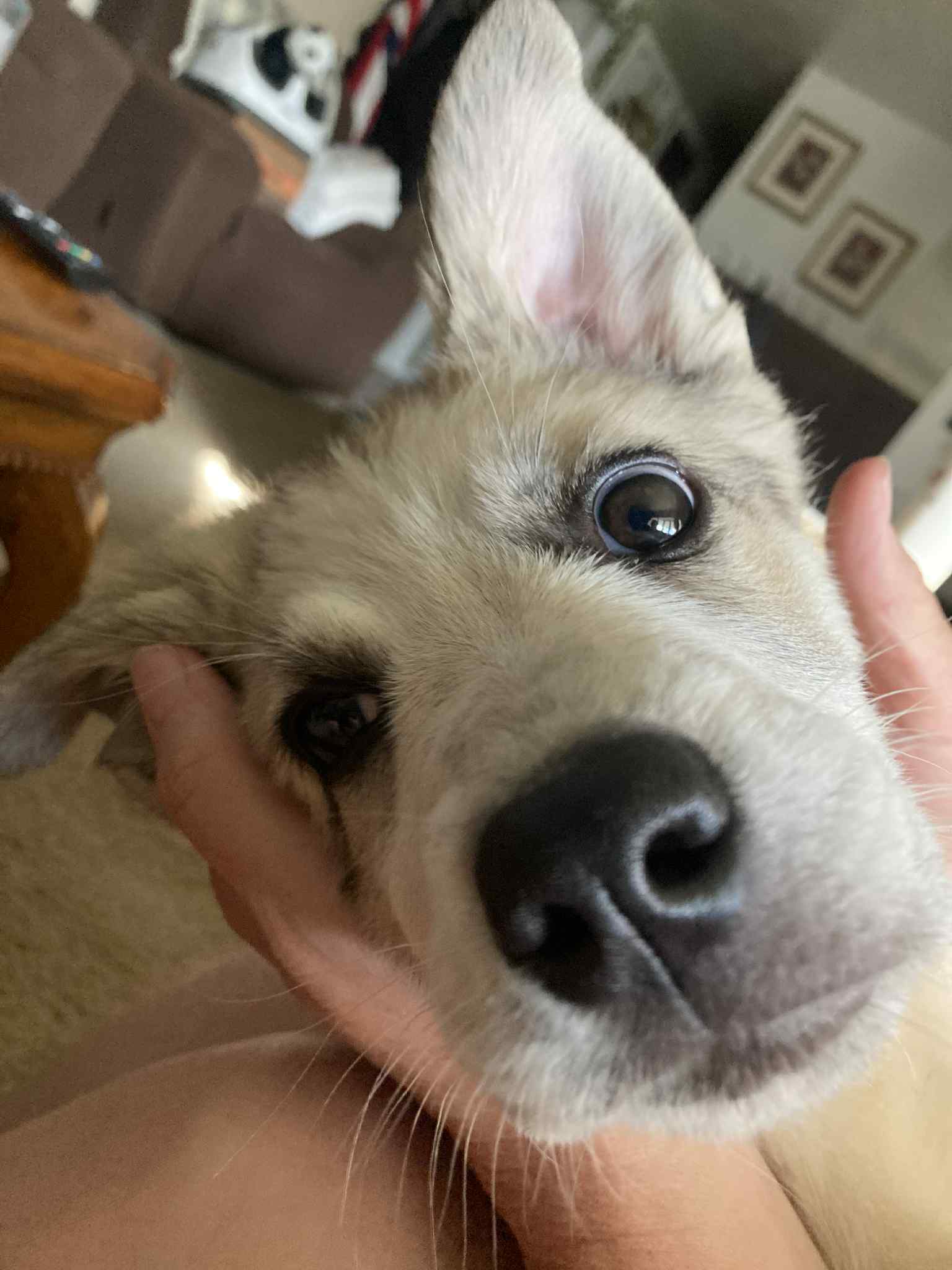 Appa