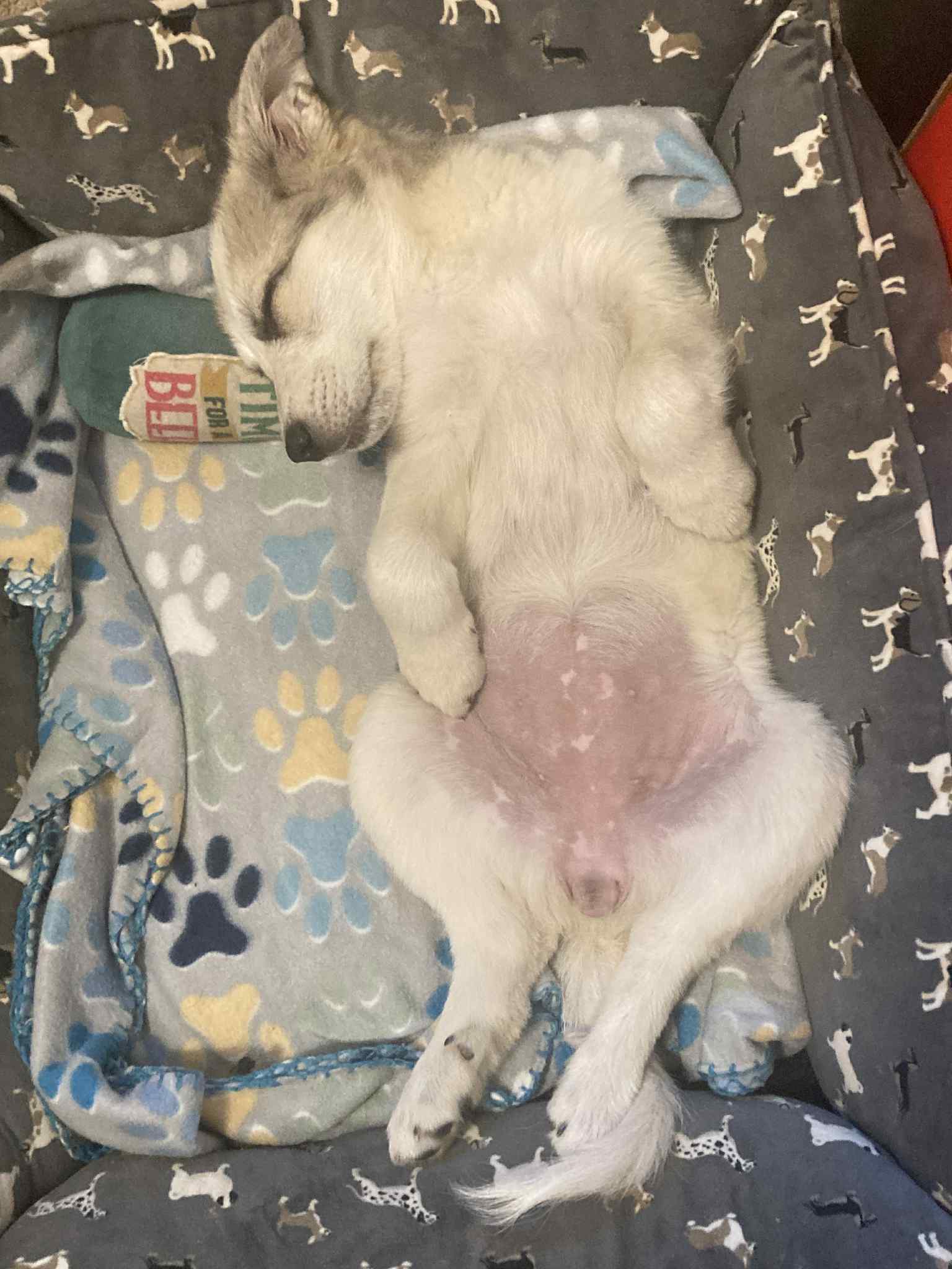Appa