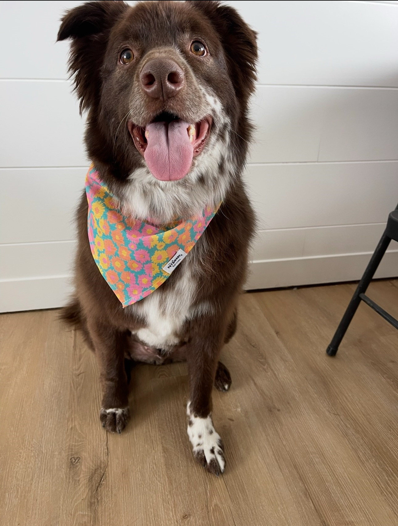 Jazzper, an adoptable Australian Cattle Dog / Blue Heeler in Salt Lake City, UT, 84171 | Photo Image 2
