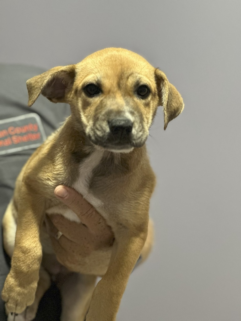 Sally, an adoptable Affenpinscher in Russellville, KY, 42276 | Photo Image 1