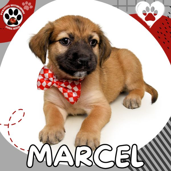 Marcel