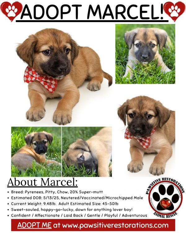 Marcel thumbnail 2