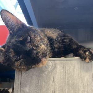 Betty Boop, Senior Female unknown