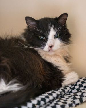 Zeke, Senior Male unknown