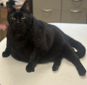 Miss Meatloaf, Senior Female unknown