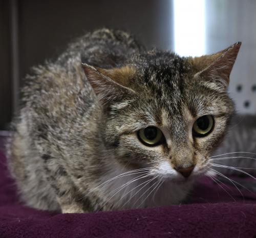 Brook, an adoptable Domestic Short Hair in Thief River Falls, MN, 56701 | Photo Image 1