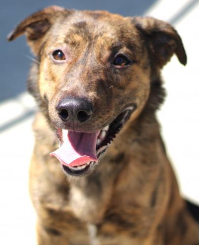 Hera AKA Honey, an adoptable Shepherd, Boxer in Thief River Falls, MN, 56701 | Photo Image 1